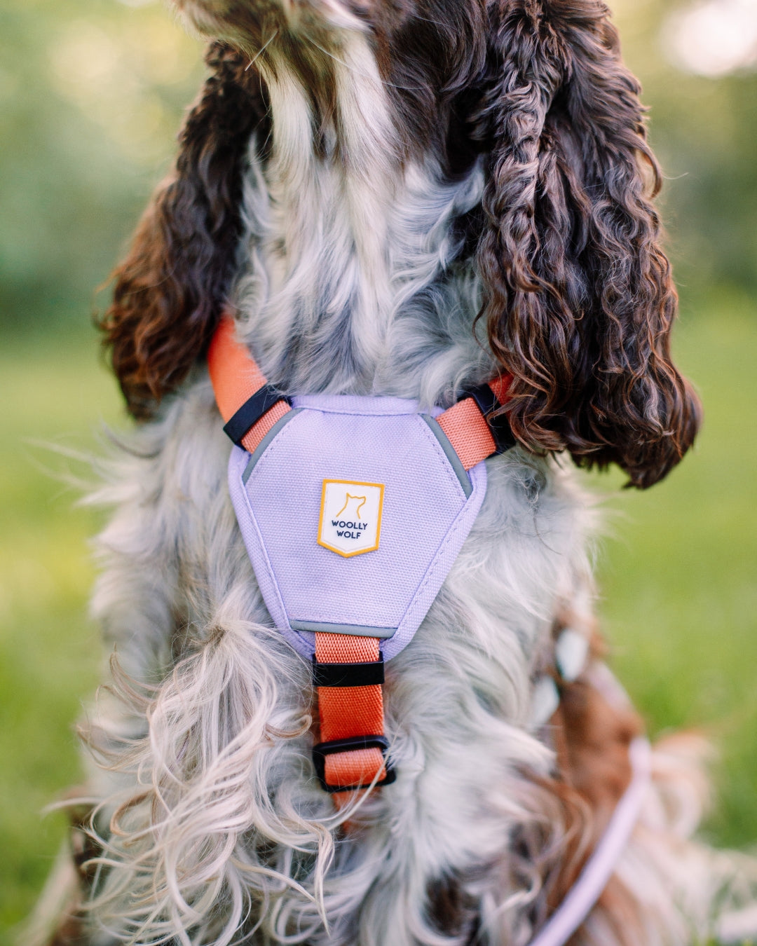 Color Block Harness