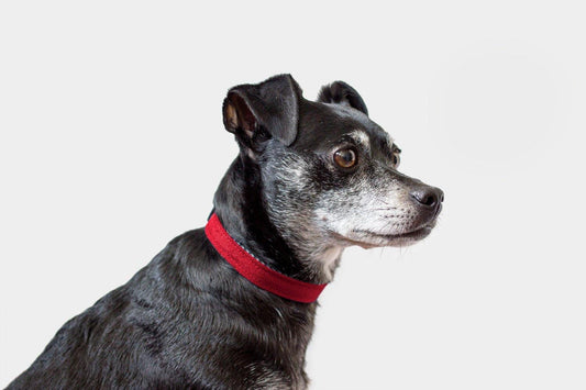 Funston Dog Collar
