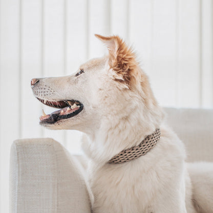 FAWN - Paracord collar