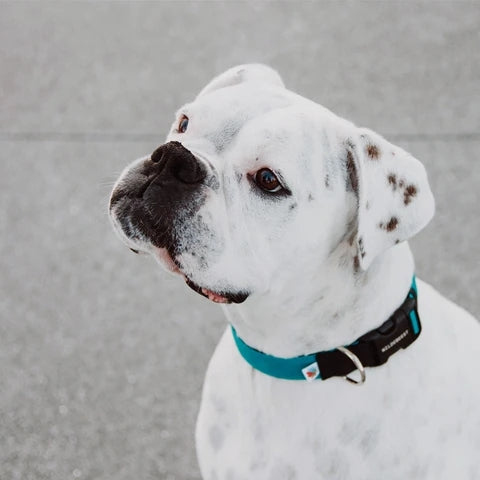 Funston Dog Collar