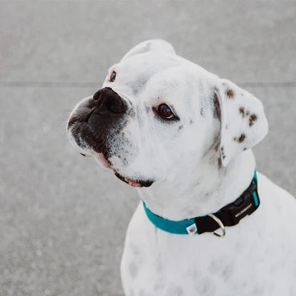Funston Dog Collar