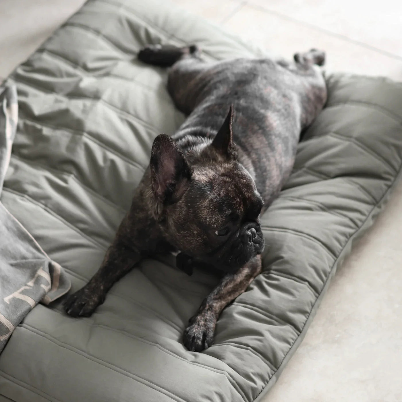 【PRE-ORDER】MAATIN low rise reversible dog bed