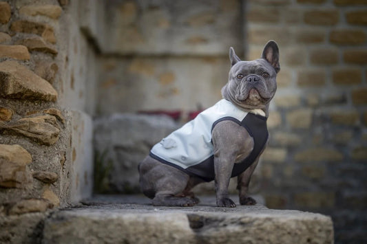 Dog Dry Cooling Vest (Up to 72 hrs)
