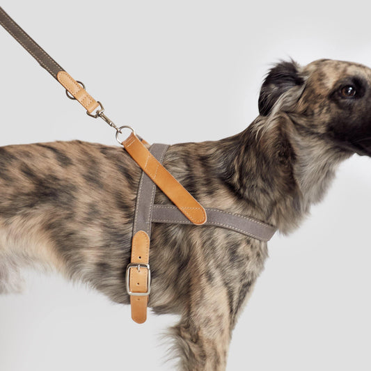 Harness Tivoli