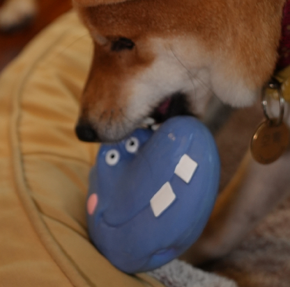 Hippo Latex Dog Toy