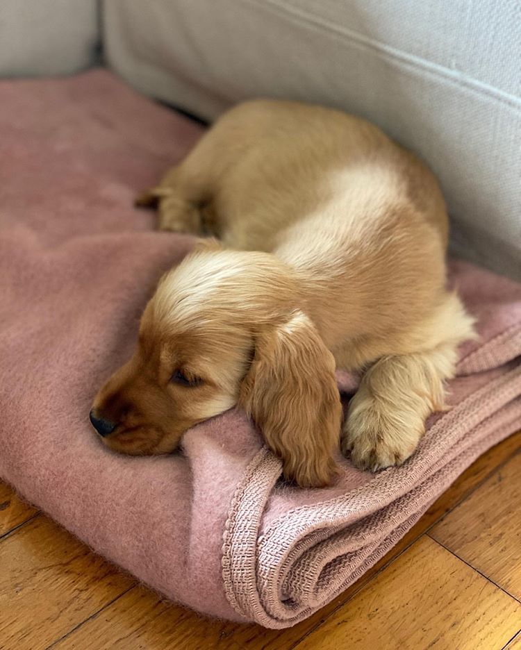 Dog Blanket