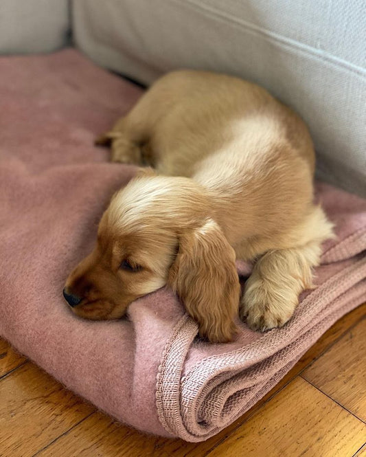 Dog Blanket