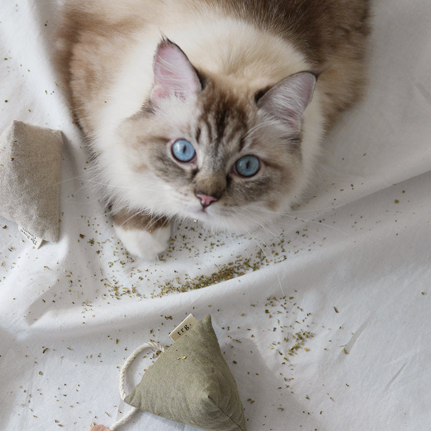 Cat Toy Cuppa Tea