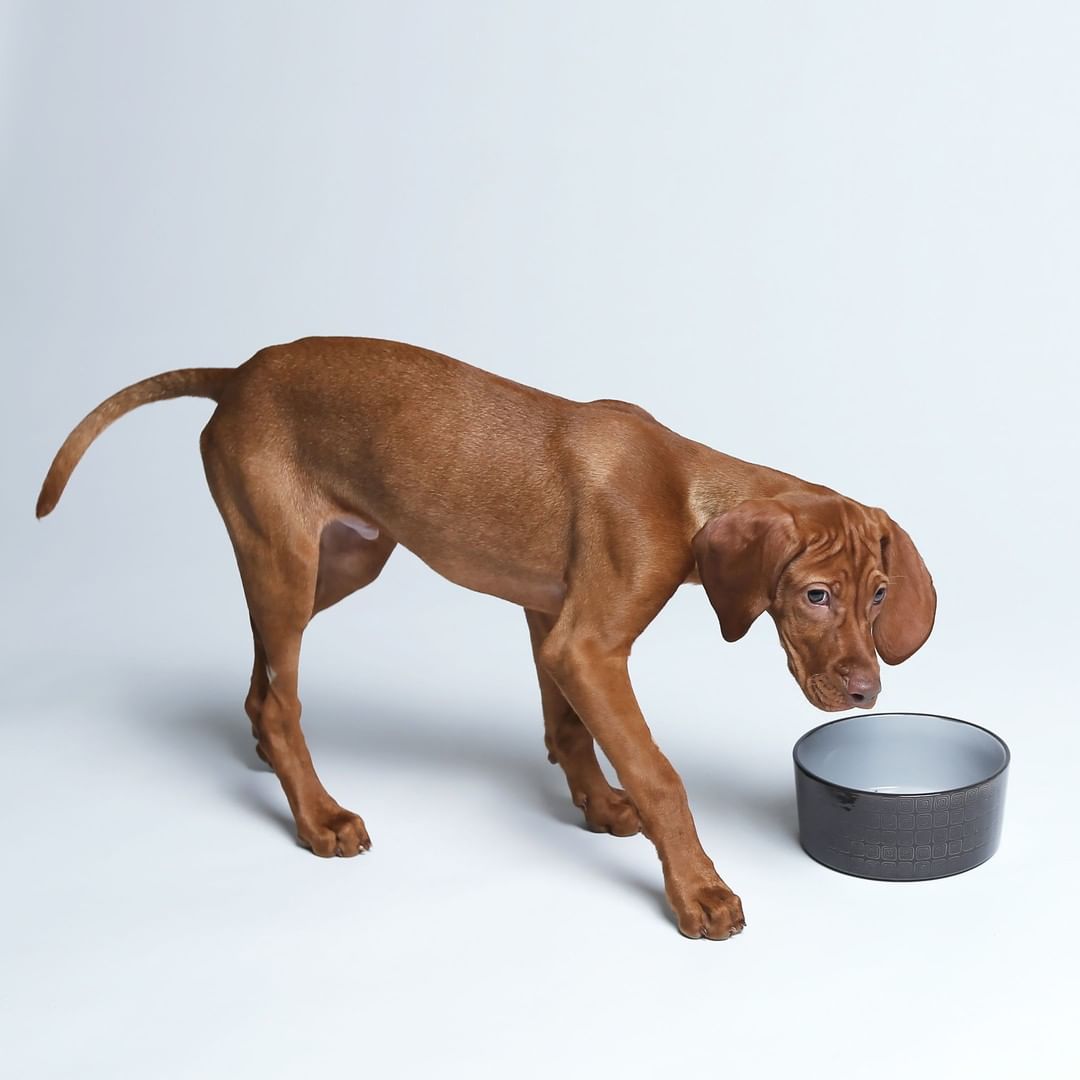 Dog Bowl Ferran Mocca
