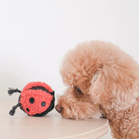 Lady Bug POP