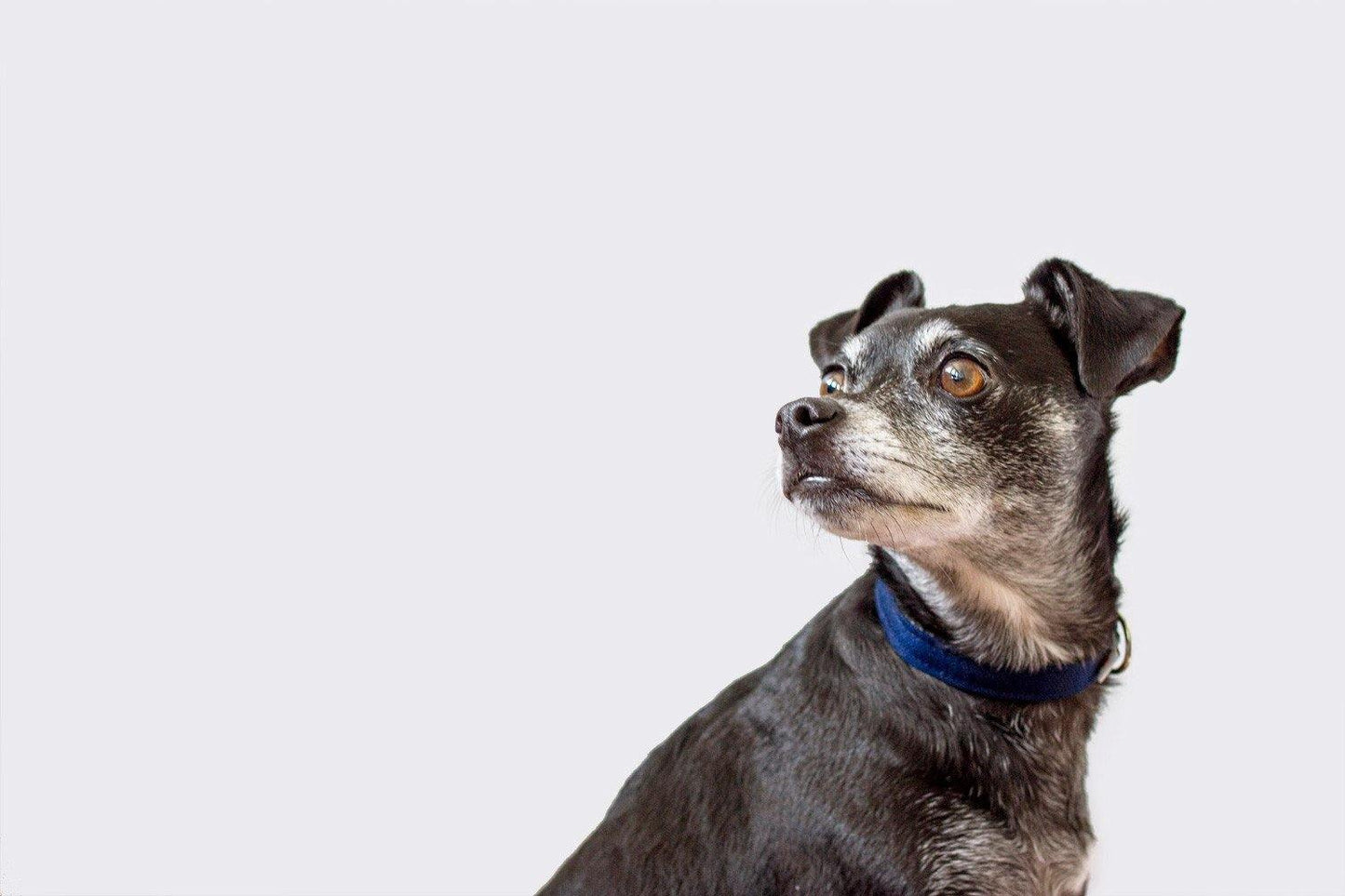 Funston Dog Collar