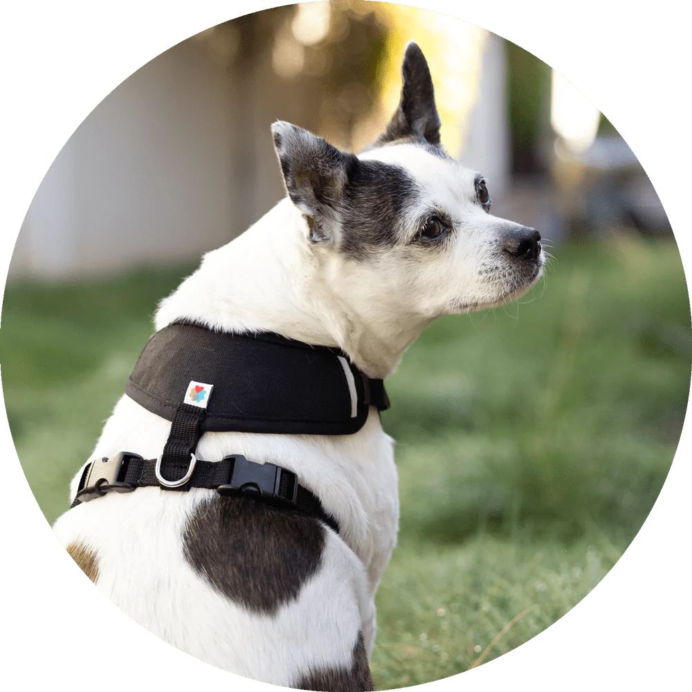 Sutro Snug Fit Dog Harness