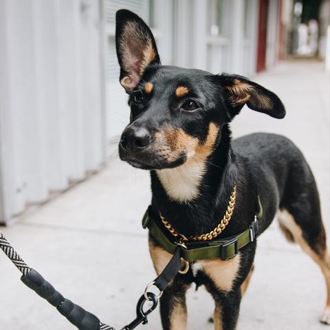 Linden No Pull Harness