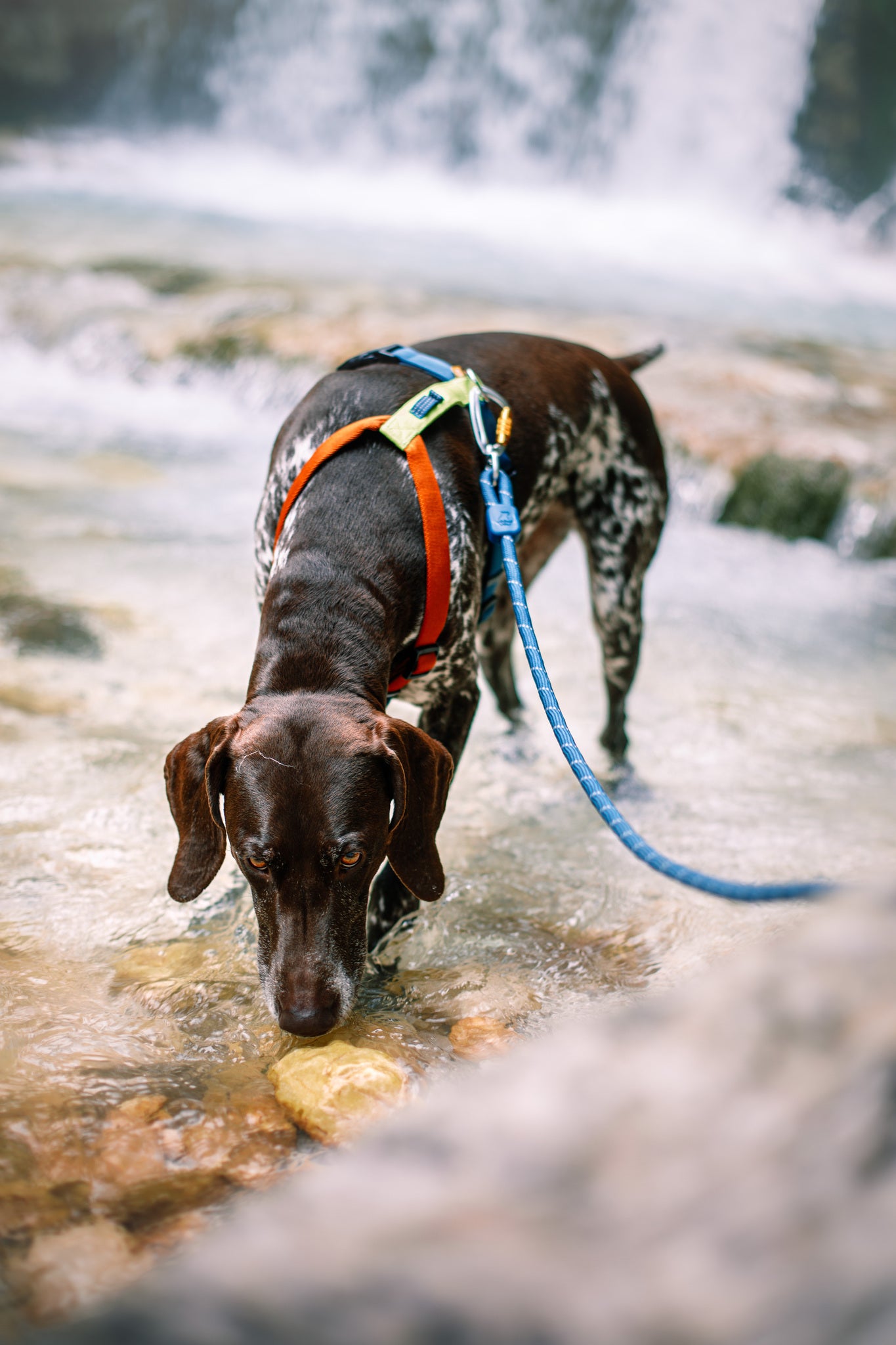 Color Block Harness