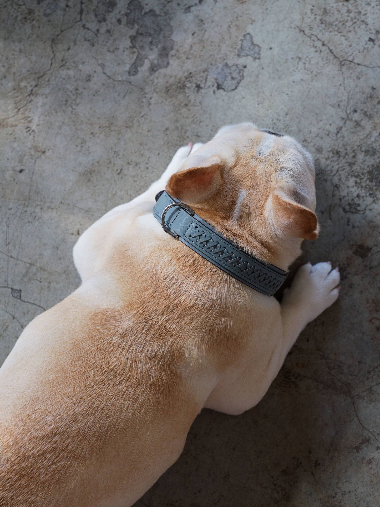 Mistico Dog Collar