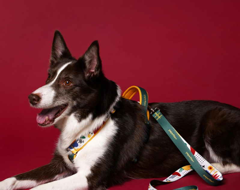 H-Type Harness