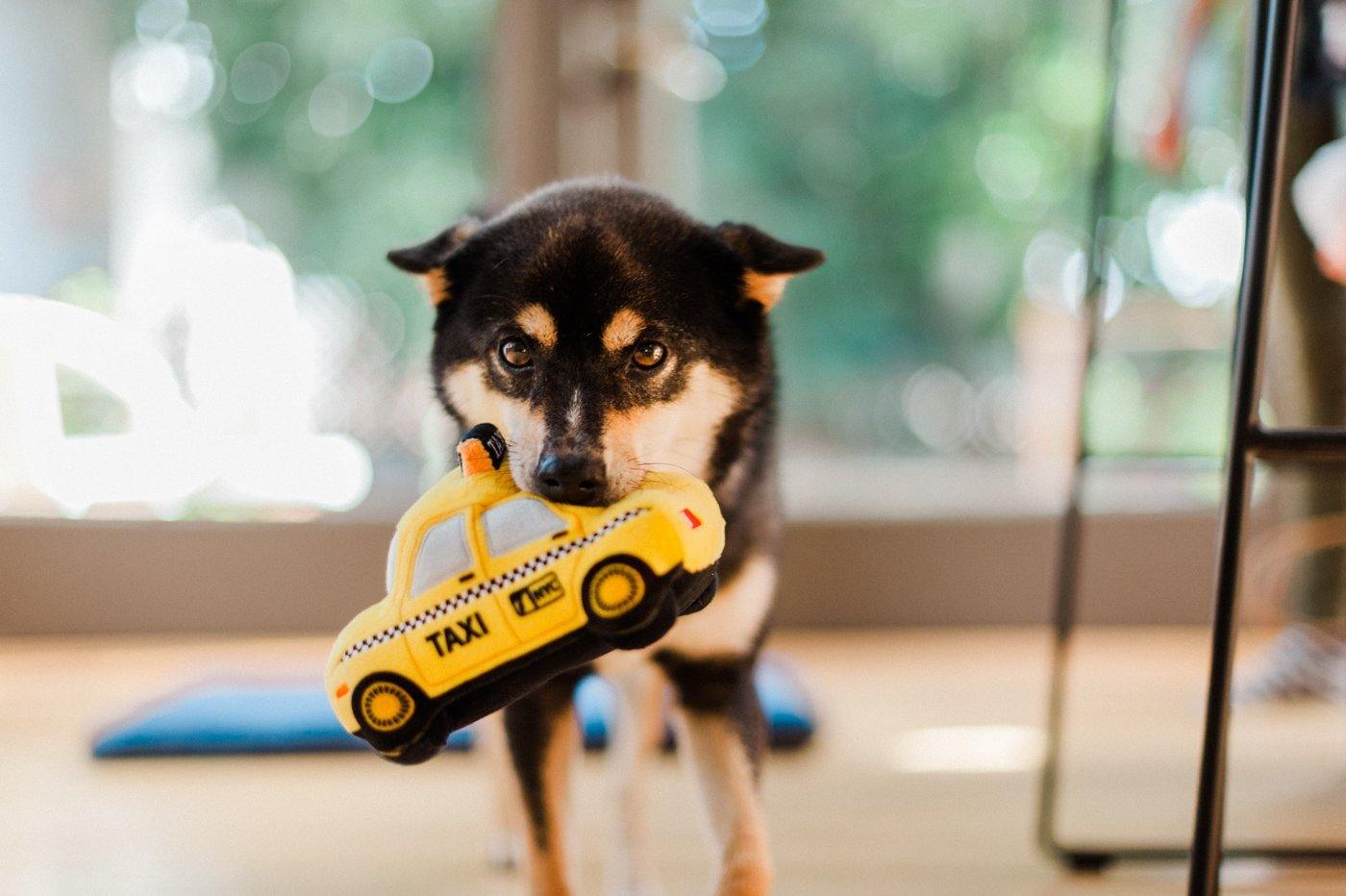 Dog Plush Toy - Canine Commute Collection