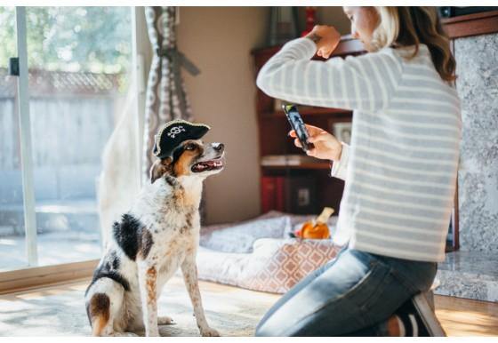 Dog Plush Toy - Mutt Hatter Collection