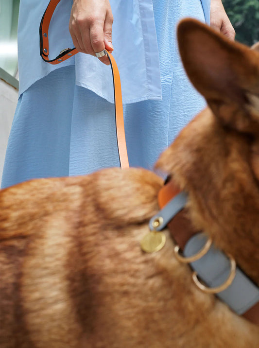 Galicia Dog Leash