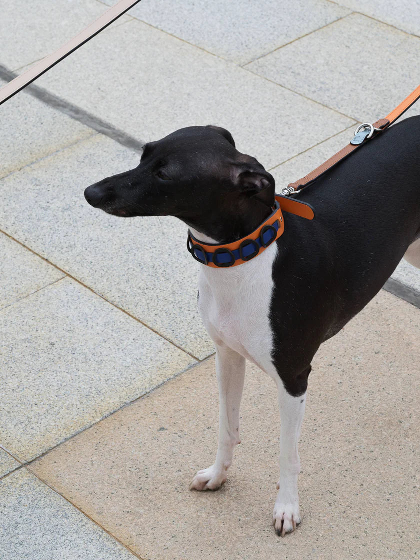 Galicia Dog Collar