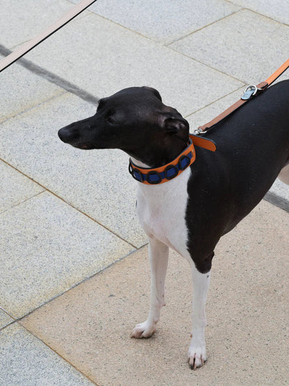 Galicia Dog Collar