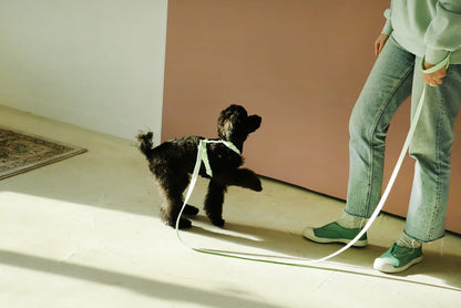 Macaron Pet Harness