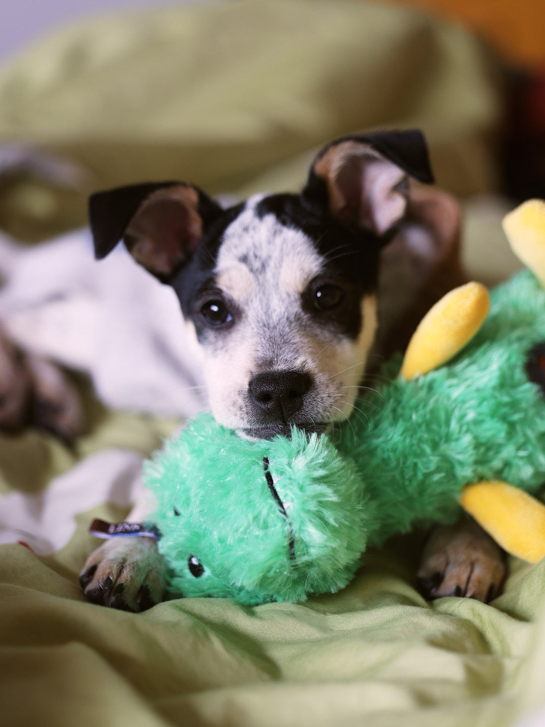 Animal Fluffy Plush Toy