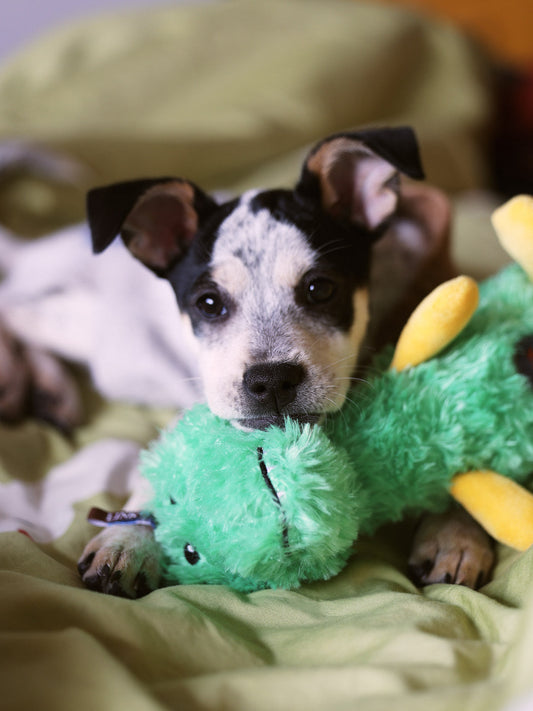 Animal Fluffy Plush Toy