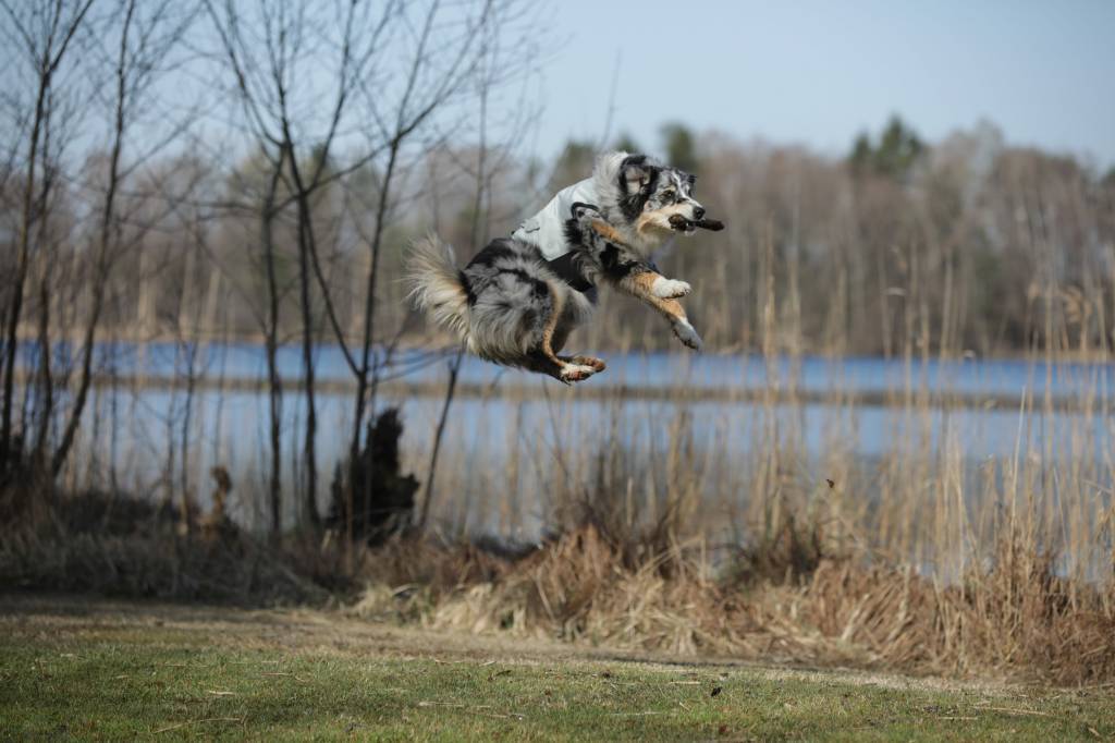 Dog Dry Cooling Vest (Up to 72 hrs)