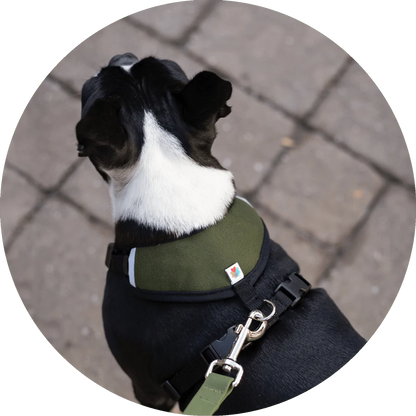 Sutro Snug Fit Dog Harness
