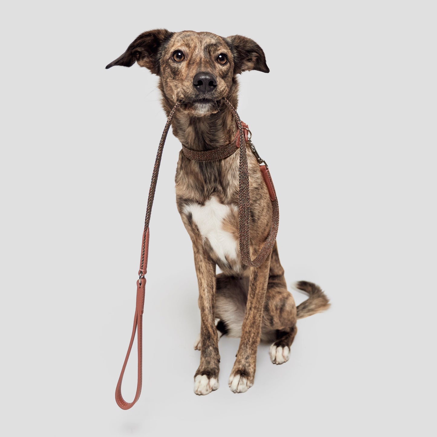 Dog Leash Boboli Rosé