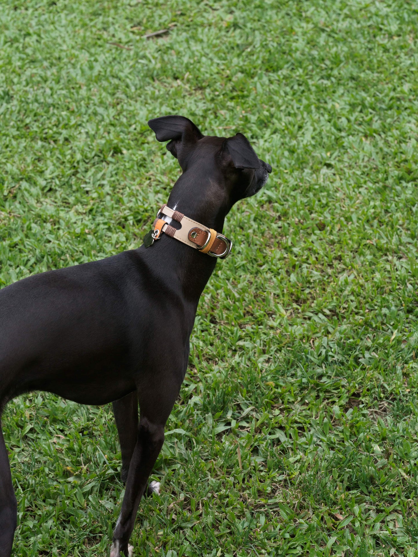 Vafa Dog Collar