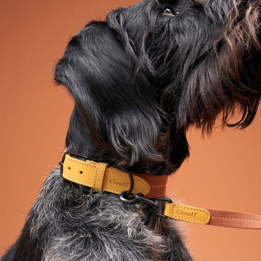 Pet Leash Madeira