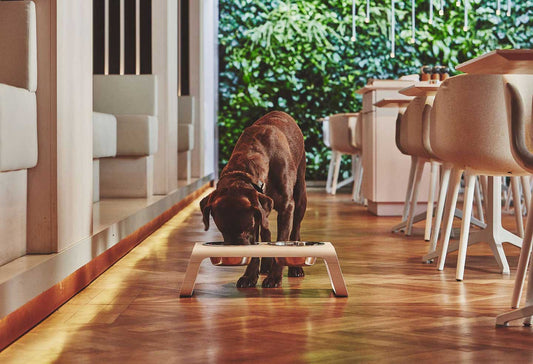 Desco Dog Feeder (wooden)