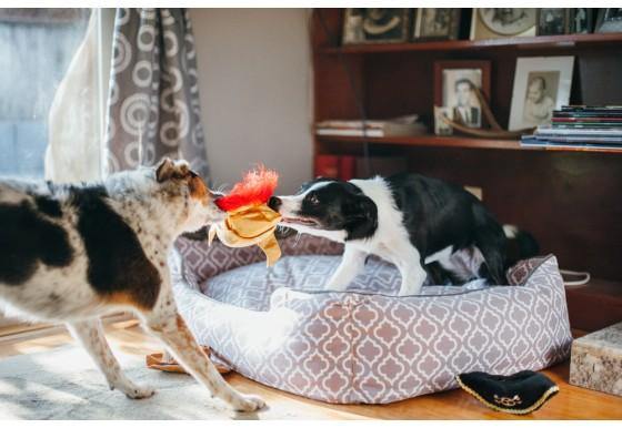Dog Plush Toy - Mutt Hatter Collection