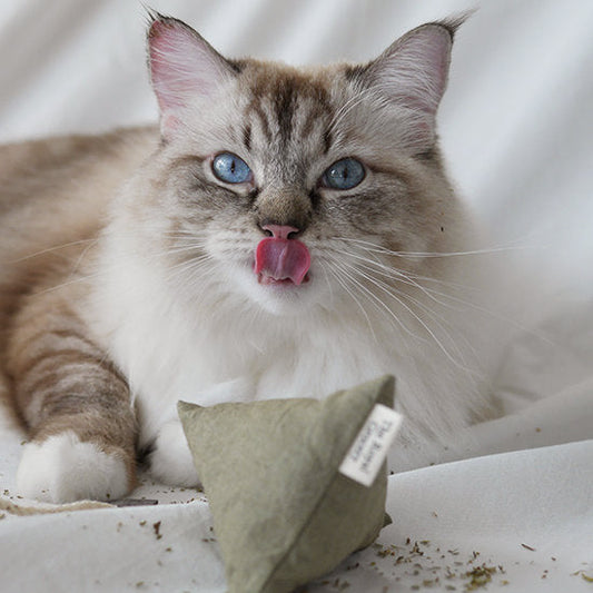 Cat Toy Cuppa Tea