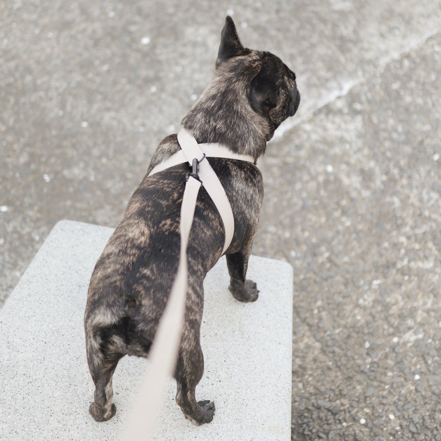 OTTO X - Escape proof harness