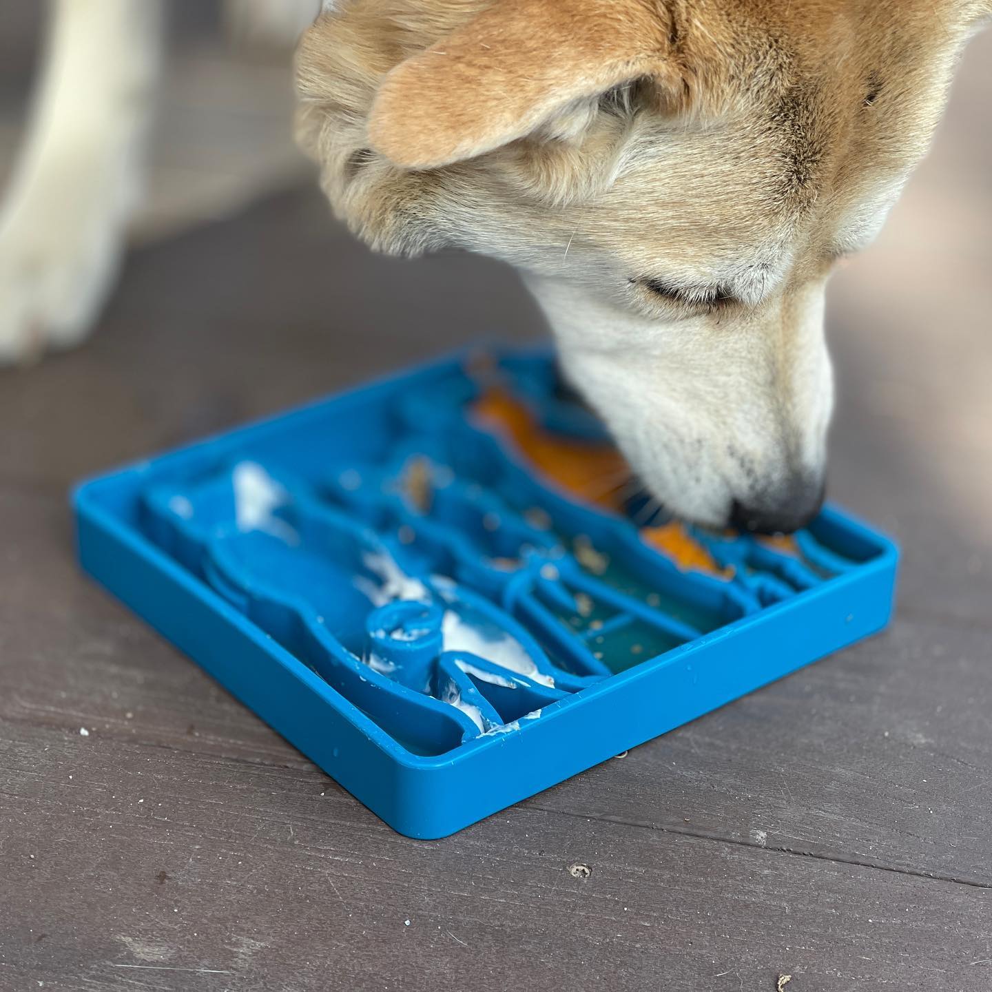 SP Waiting Dogs Enrichment Food Tray