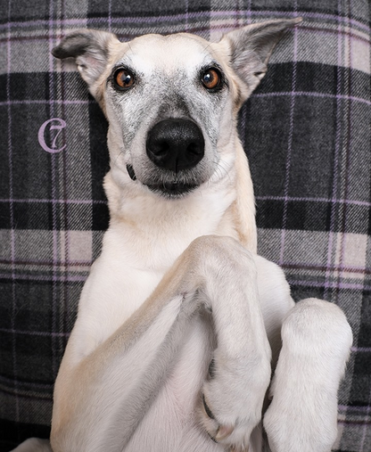 Dog Blanket Scottish Wool