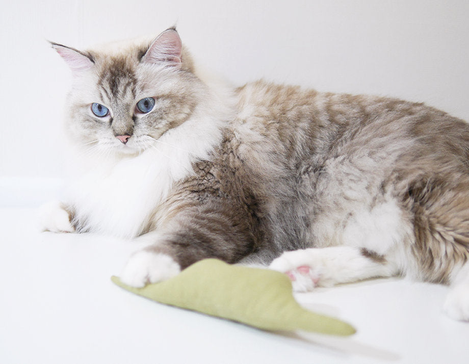 Cat Toy Boa Snake