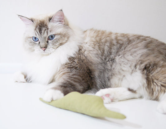 Cat Toy Boa Snake