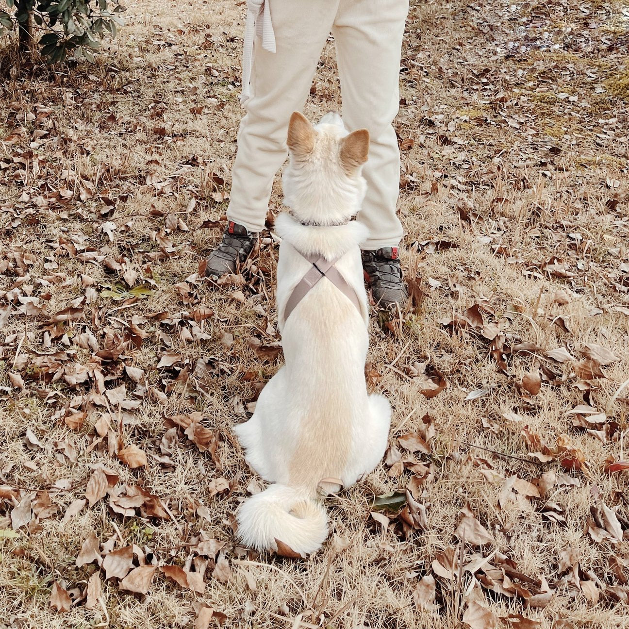 OTTO X - Escape proof harness