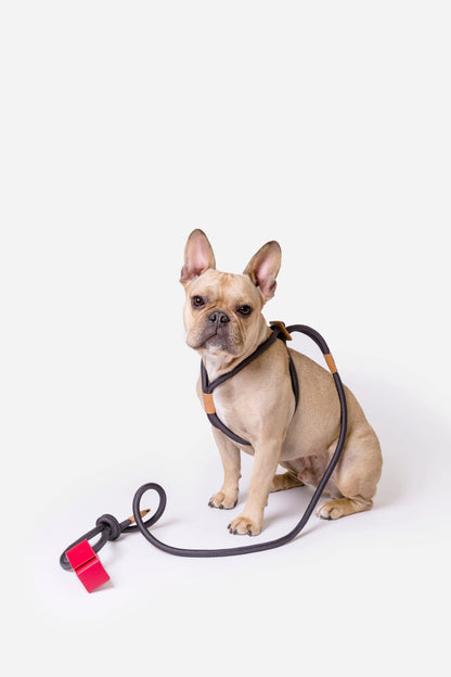 Dog Harness Ray