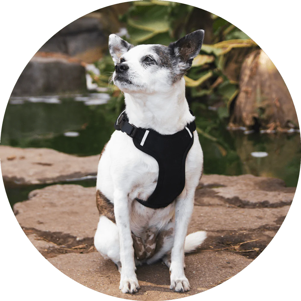 Sutro Snug Fit Dog Harness