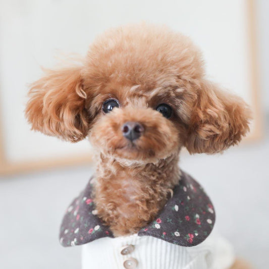 Round Collar Rib Top