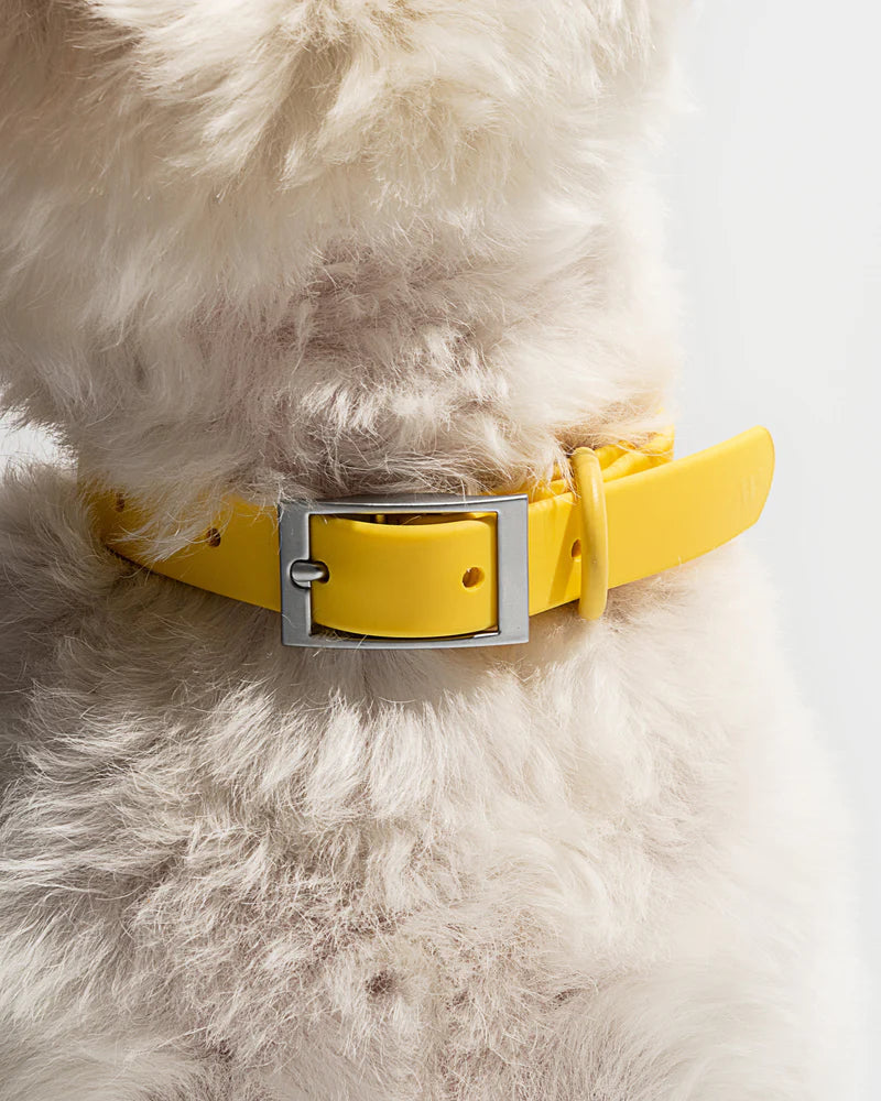 Collar - SALE