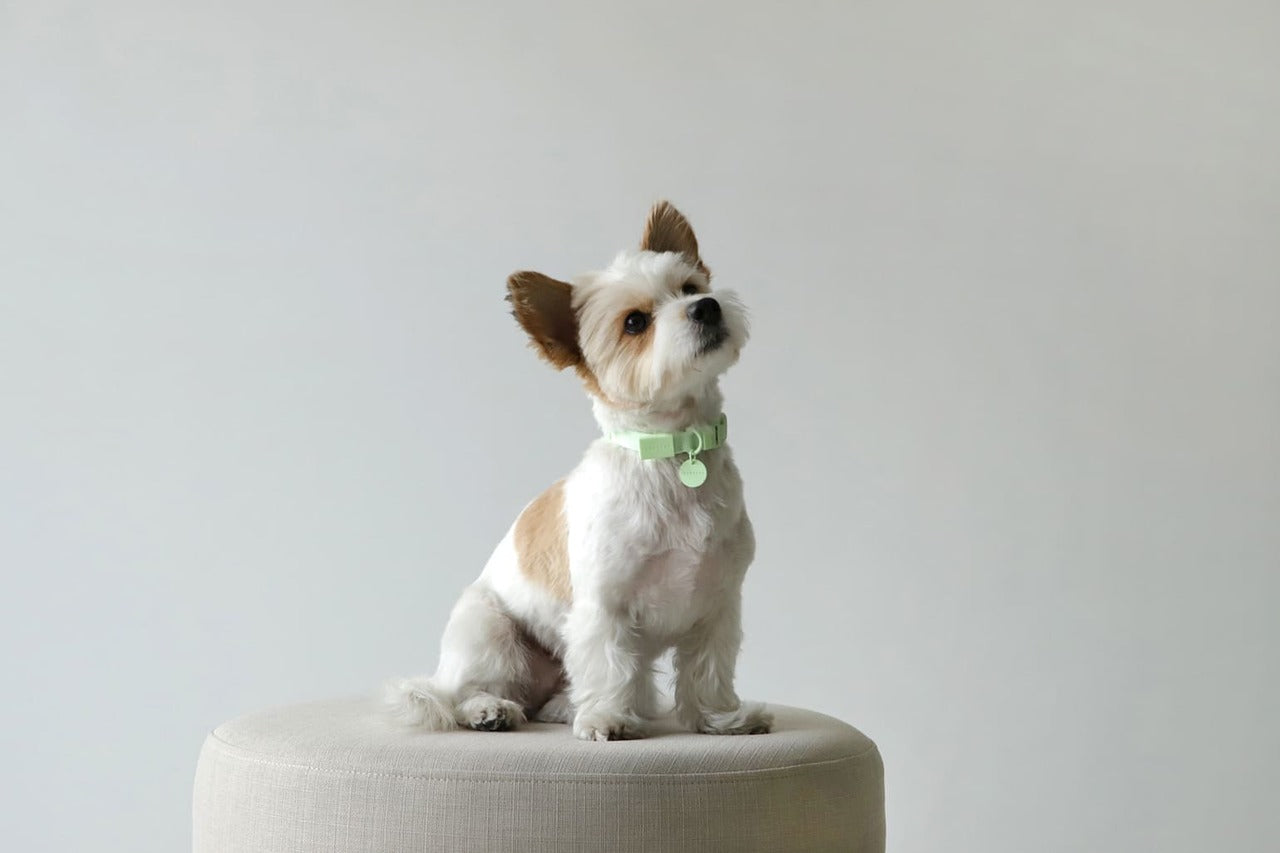 Macaron Pet Collar