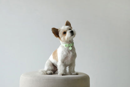 Macaron Pet Collar