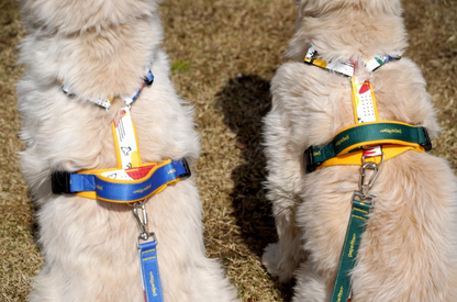 H-Type Harness