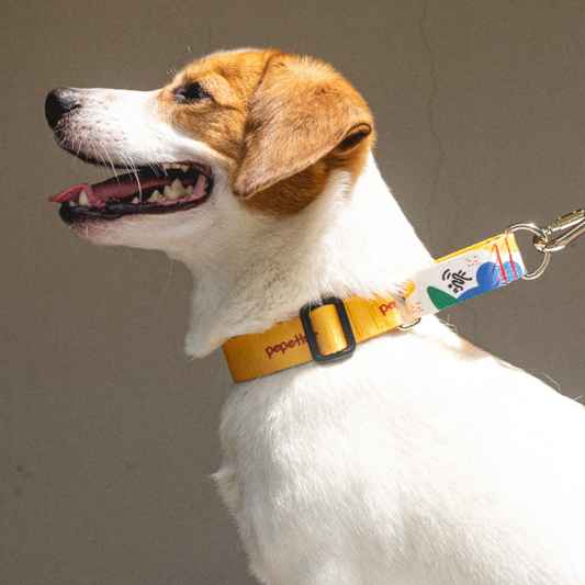 BAU - Martingale Collar